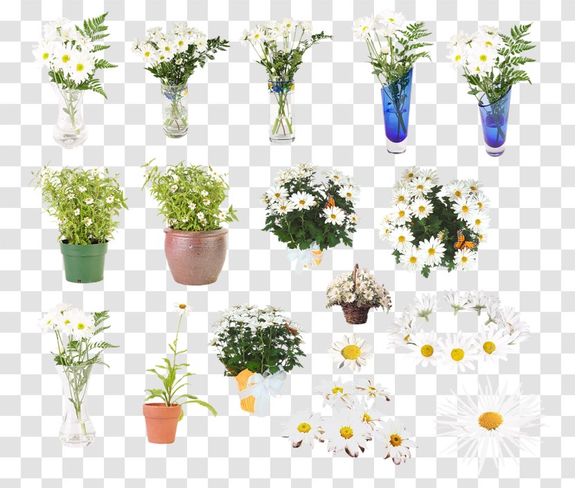 Cut Flowers Chamomile Flowerpot Painting - Grass - Flower Transparent PNG
