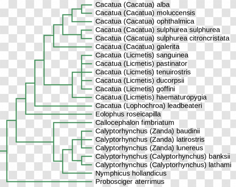 Major Mitchell's Cockatoo Phylogenetics Phylogenetic Tree Yellow-crested - Family - Cacatua Transparent PNG