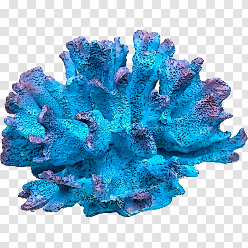 Coral Reef Invertebrate Marine Biology DeviantArt - Creative Commons License - Invertebrates Transparent PNG