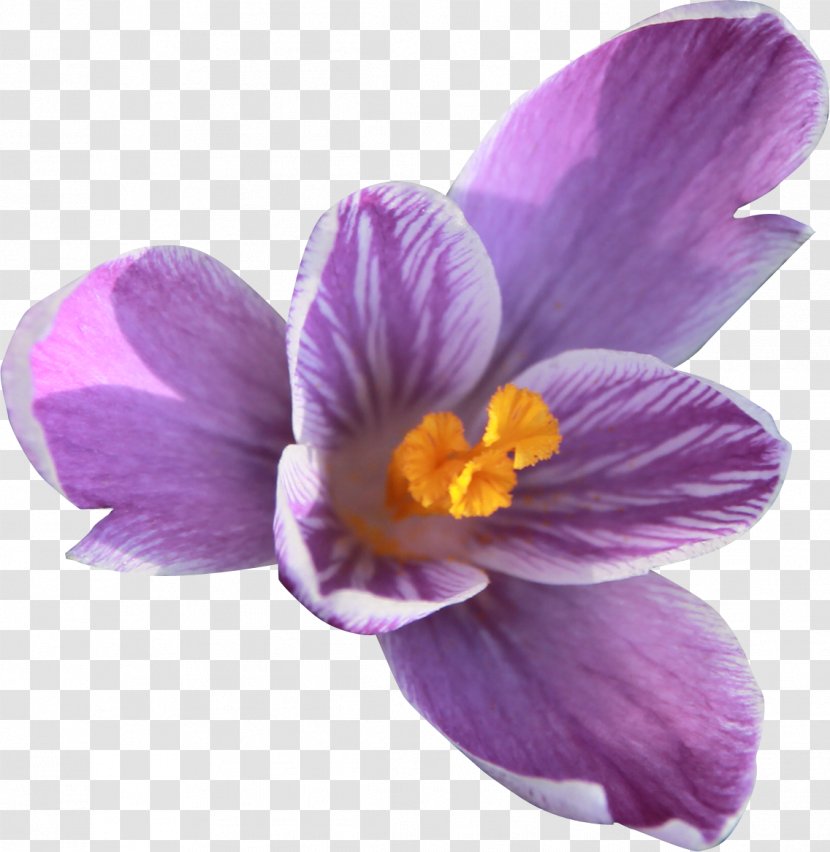 Plant Crocus Flower Violet Iridaceae - Iris Family Transparent PNG