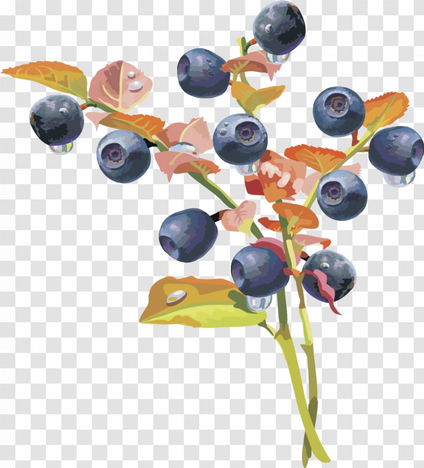 Blueberry Fruit Auglis - Cherry - Vector Lantern Fruit,blueberry Transparent PNG