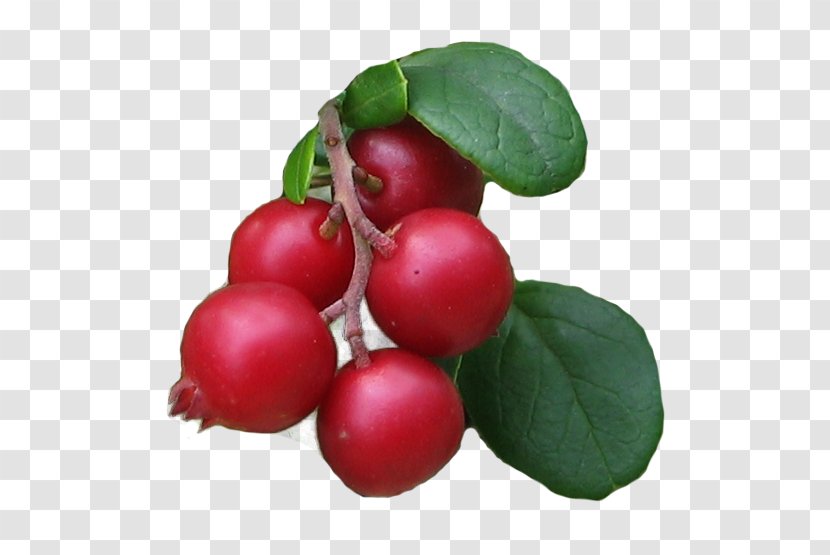 Lingonberry Barbados Cherry Food Cranberry Kona Coffee - Acerola - Radish Transparent PNG