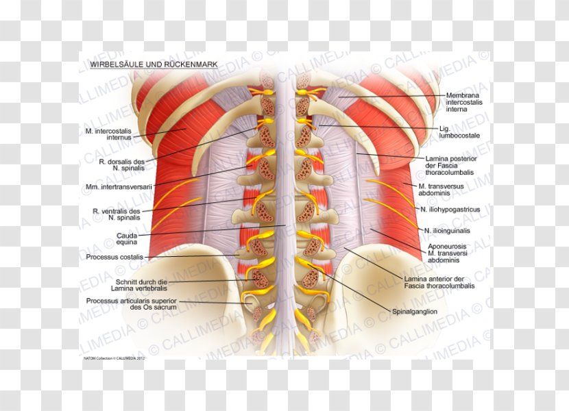 Vertebral Column Spinal Cord Lumbar Vertebrae Anatomy Rachis - Watercolor Transparent PNG