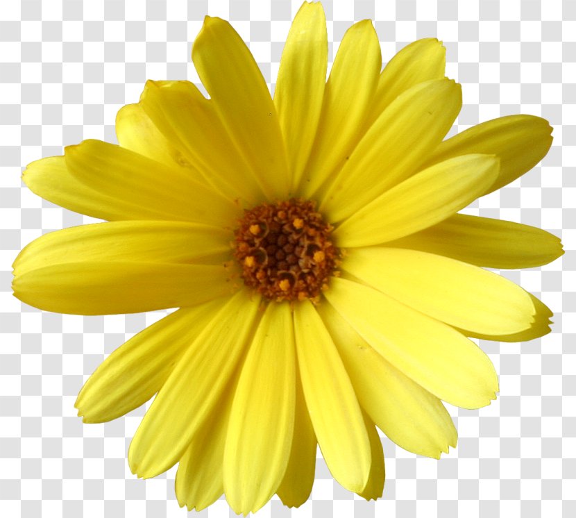 Common Sunflower Yellow Daisy Family Argyranthemum - Flower Transparent PNG