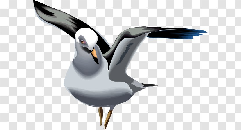 Gulls Great Black-backed Gull Bird European Herring Clip Art - Wing - Puffin Transparent PNG