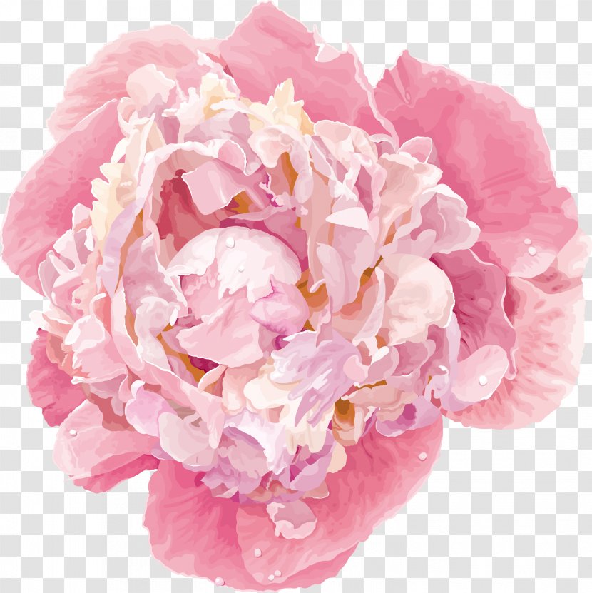 Peony Pink Ink - Cut Flowers - Flowering Plant Transparent PNG
