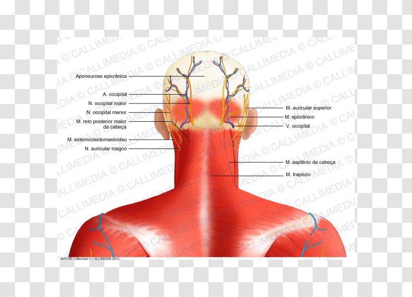 Head And Neck Anatomy Nerve Muscle Occipital Bone - Watercolor - Posterior Auricular Vein Transparent PNG