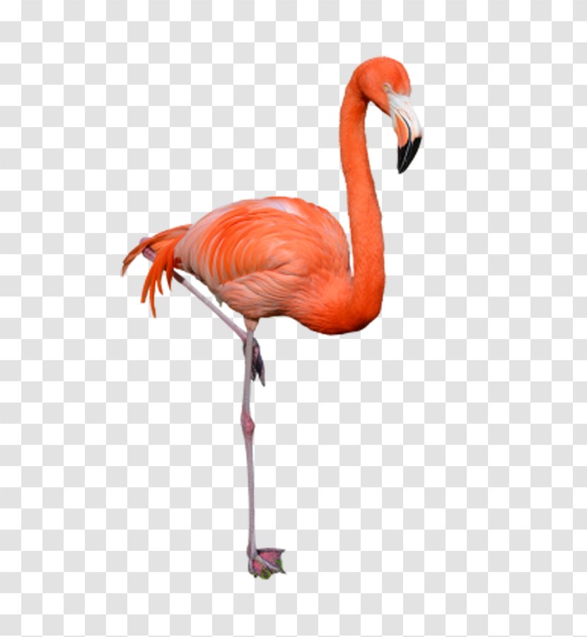 Phoenicopteridae Bird Flamingo Clip Art - Tree - Heels Flamingos Transparent PNG