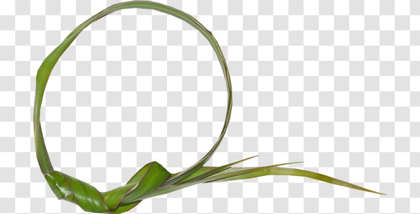 Leaf Grasses Plant Stem Flower - Family Transparent PNG
