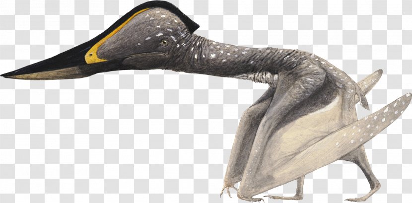 Pterosaurs Jidapterus Flying Reptiles Azhdarchidae Beak - Animal Figure - Tupandactylus Transparent PNG