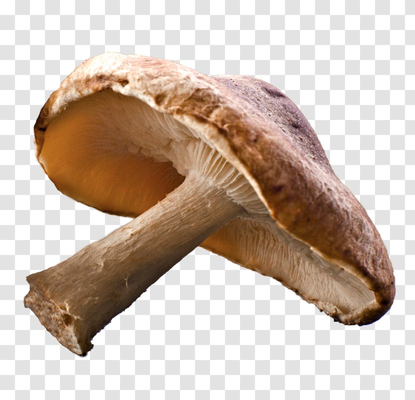 Shiitake Edible Mushroom Common Fungus - Pleurotus Eryngii - Mushrooms Transparent PNG