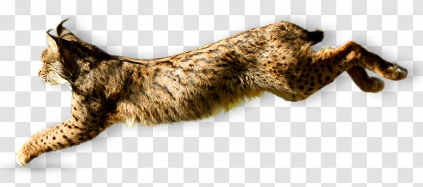 Whiskers Wildcat Iberian Lynx Peninsula - Carnivoran - Cat Transparent PNG
