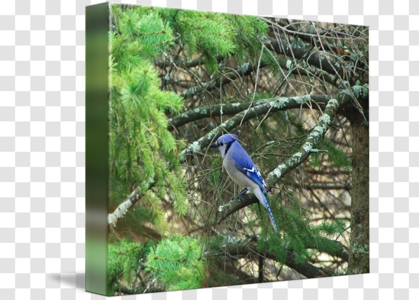 Blue Jay Fauna Flora Ecosystem Gallery Wrap - Organism Transparent PNG