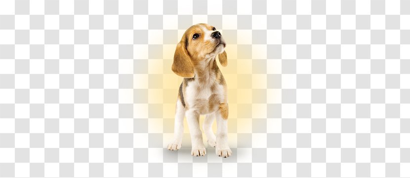 Beagle Puppy Jack Russell Terrier French Bulldog Miniature Schnauzer - Ear Transparent PNG