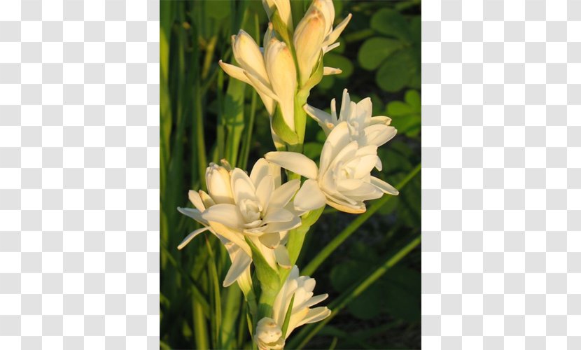 Tuberose Gladiolus Daylily - Peruvian Lily Transparent PNG