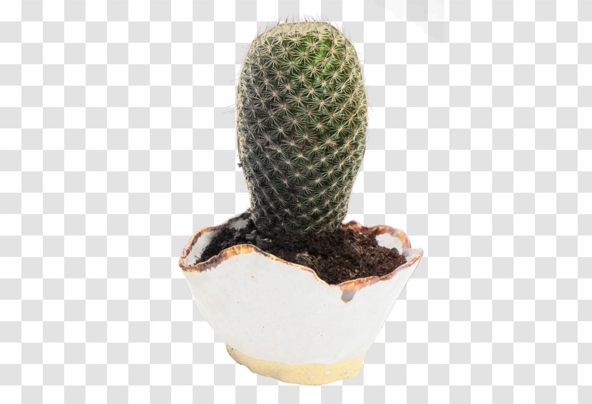 Cactaceae Flowerpot - Caryophyllales - Cactus Image Transparent PNG