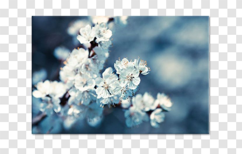 Stock Photography Royalty-free - Royaltyfree - Blossom Transparent PNG