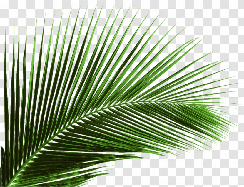 Arecaceae Leaf Palm Branch Tree - Date - Green Banana Leaves Transparent PNG