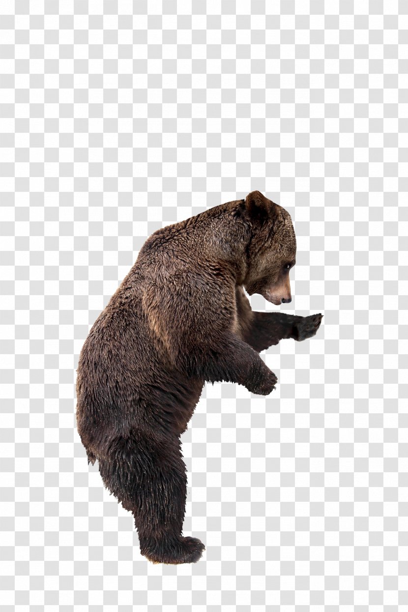 Grizzly Bear Kamchatka Brown Stock Photography Kodiak - East Siberian Transparent PNG