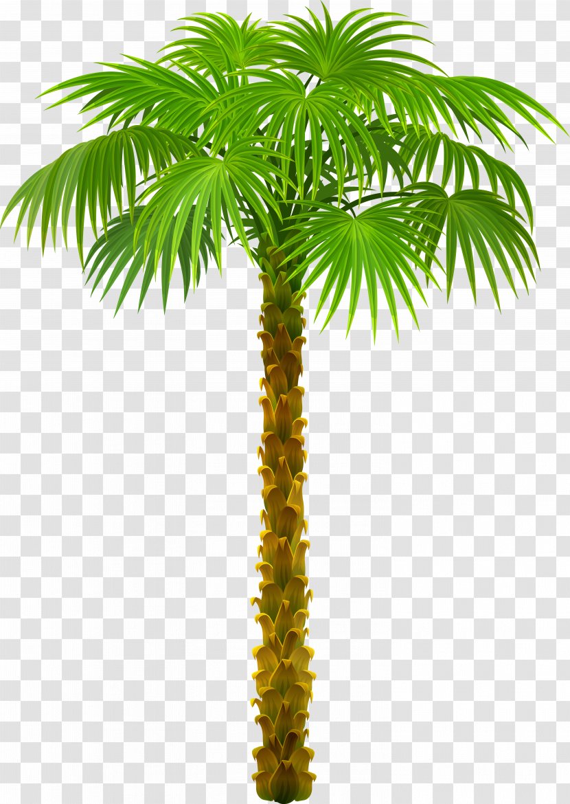 Arecaceae Tree Clip Art - Coconut - Desert Frame Cliparts Transparent PNG