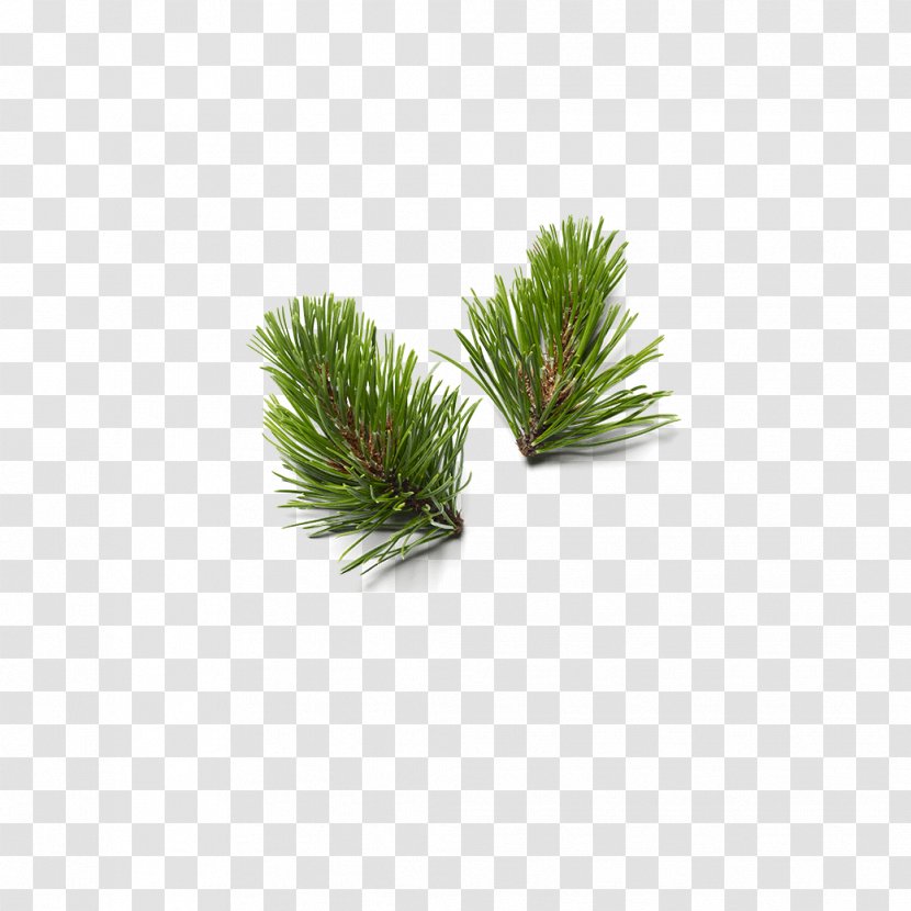 White Pine Lodgepole Red Shortstraw Grass - Georgia Jack Transparent PNG