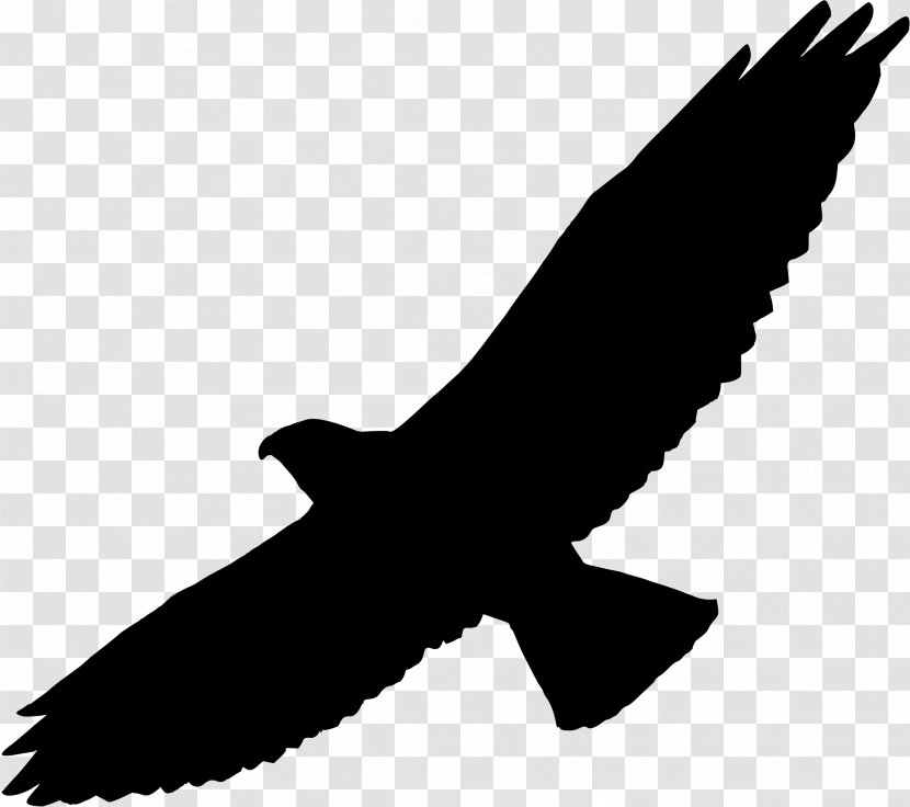Bird Of Prey Bald Eagle Hawk Clip Art - Silhouette Transparent PNG