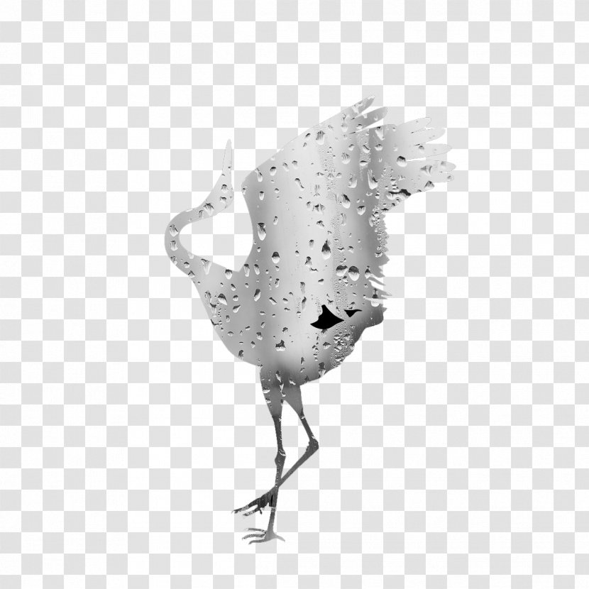 Crane White Drop - Chicken - Water Drops Transparent PNG
