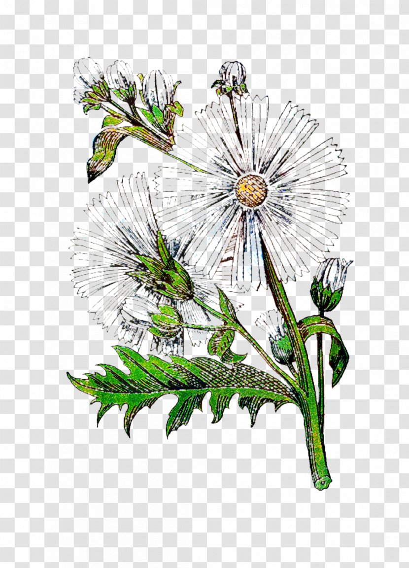 Cut Flowers Floral Design Illustration Plant Stem - Chamomile Transparent PNG