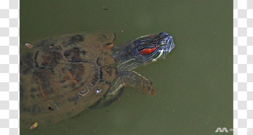 Box Turtle Tortoise Animal Emydidae Transparent PNG