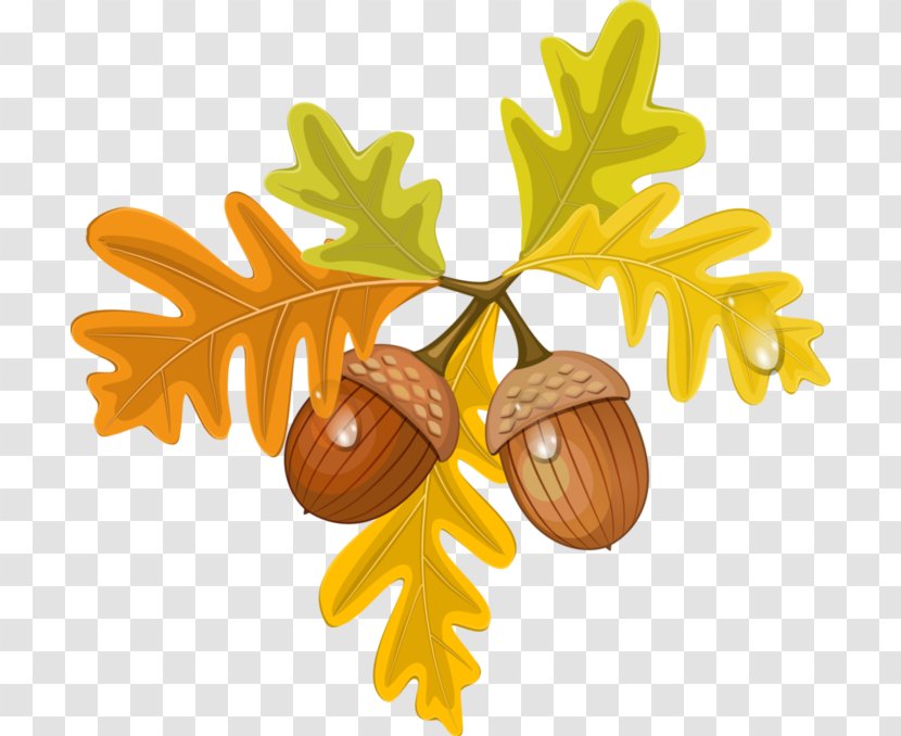 Tree Fruit Food - Acorn Transparent PNG