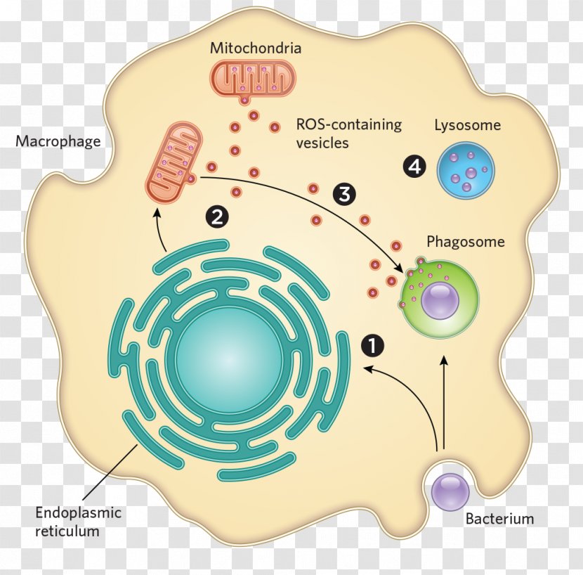 Bacteria Mitochondrion Cell Pathogen Microorganism - Cartoon - Bacterial Infographic Transparent PNG