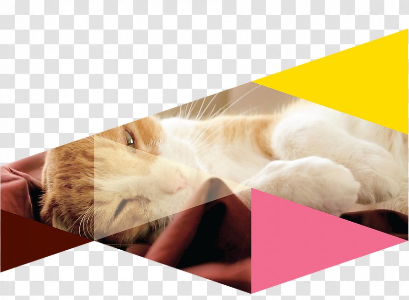 Whiskers Kitten Snout Transparent PNG