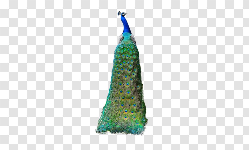Bird Peafowl - Dress - Green Peacock Transparent PNG