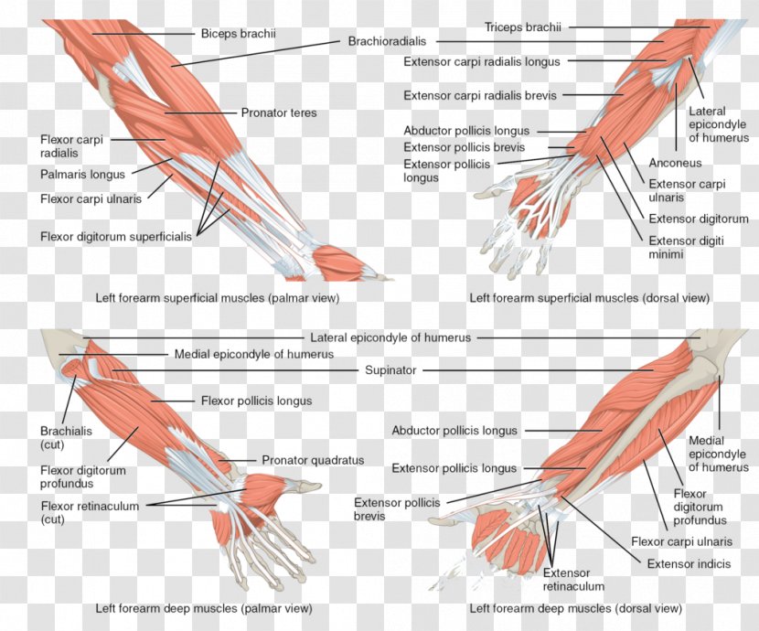 Anterior Compartment Of The Forearm Muscle Anatomy - Muscles Hand - Arm Transparent PNG