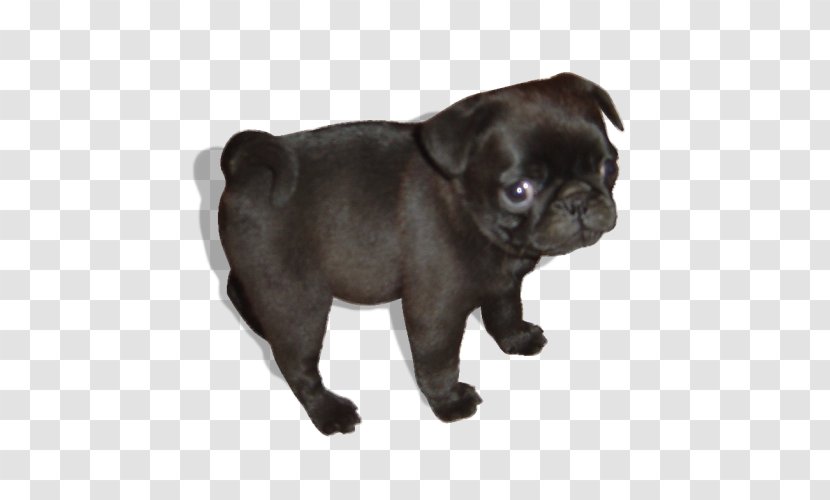 Pug Puppy Australian Kelpie Dog Breed Google Images - Heart Transparent PNG