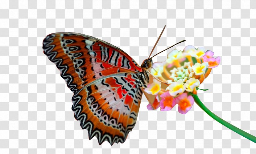 Butterfly High-definition Television 1080p Video Wallpaper - Pollinator Transparent PNG