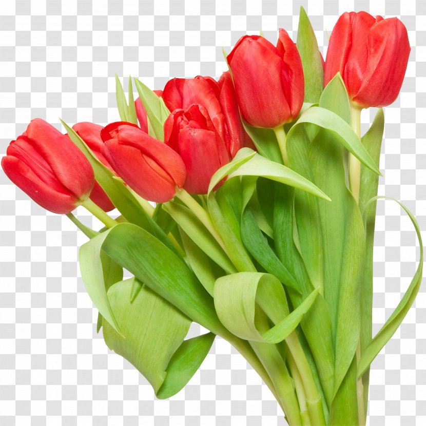 Tulip Flower Clip Art - Yandex Search Transparent PNG