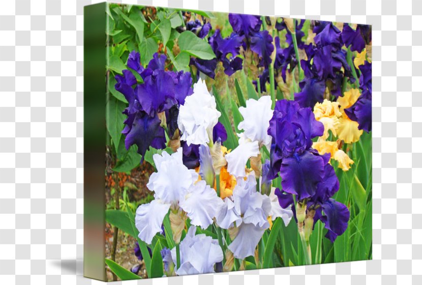 Orris Root Oil Annual Plant - Iris - Flower Transparent PNG