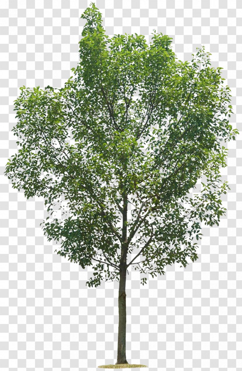 Tree .de - Birch - Column Transparent PNG