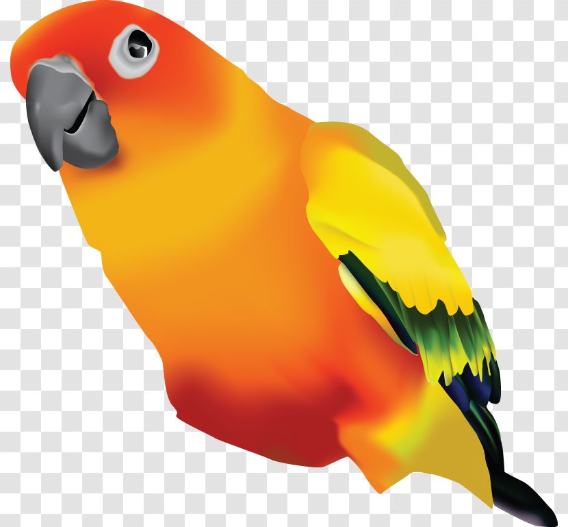 Lovebird Clip Art - Vertebrate - Sun Illustrations Transparent PNG