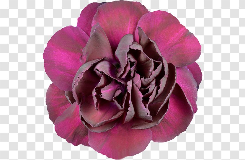 Garden Roses Stock Photography Carnation Flower - Rosa Centifolia Transparent PNG