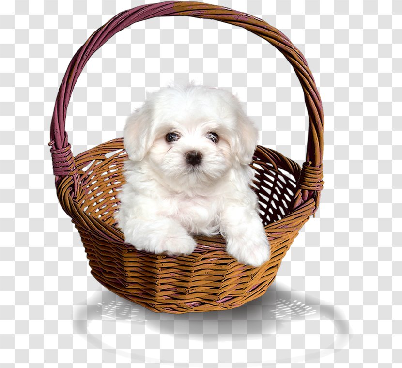 Puppy Dog Clip Art - Bamboo Basket Transparent PNG