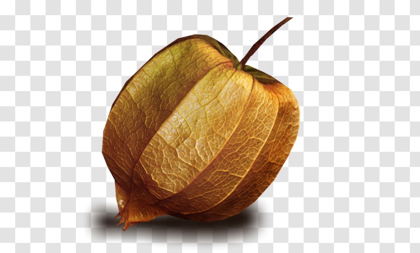 Lantern Peruvian Groundcherry Clip Art - Autumn - Food Transparent PNG