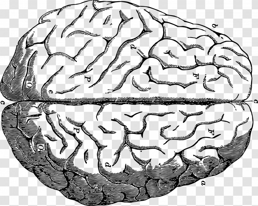Human Brain Neuron Neuroimaging - Silhouette - Head Transparent PNG