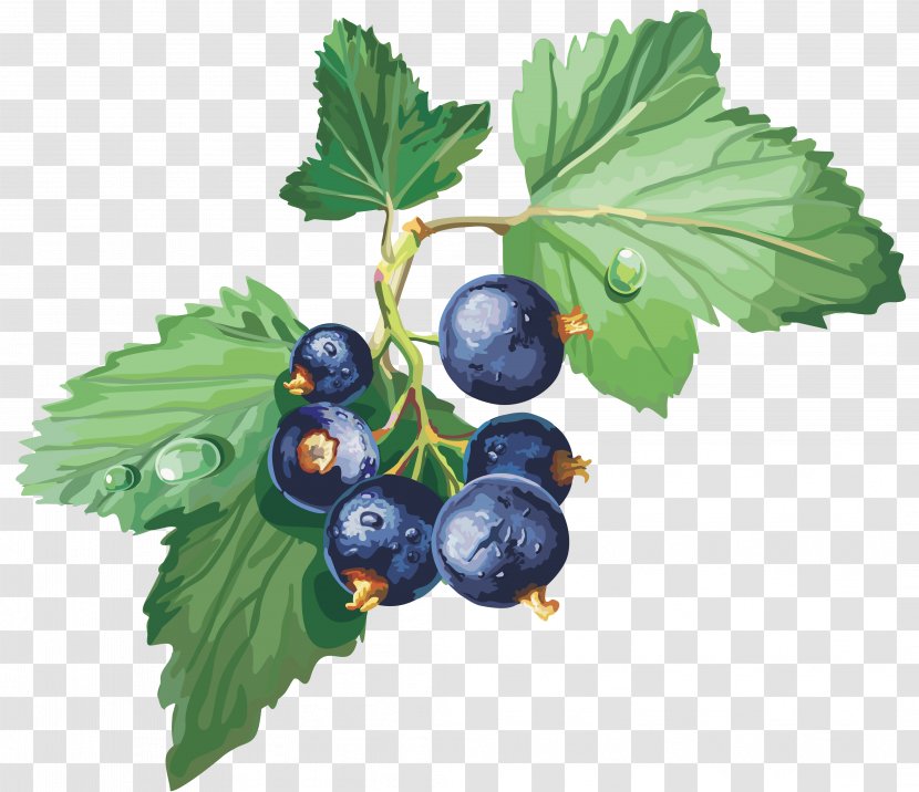Blackcurrant Gooseberry Redcurrant Jostaberry Clip Art - Tree - Blueberries Transparent PNG