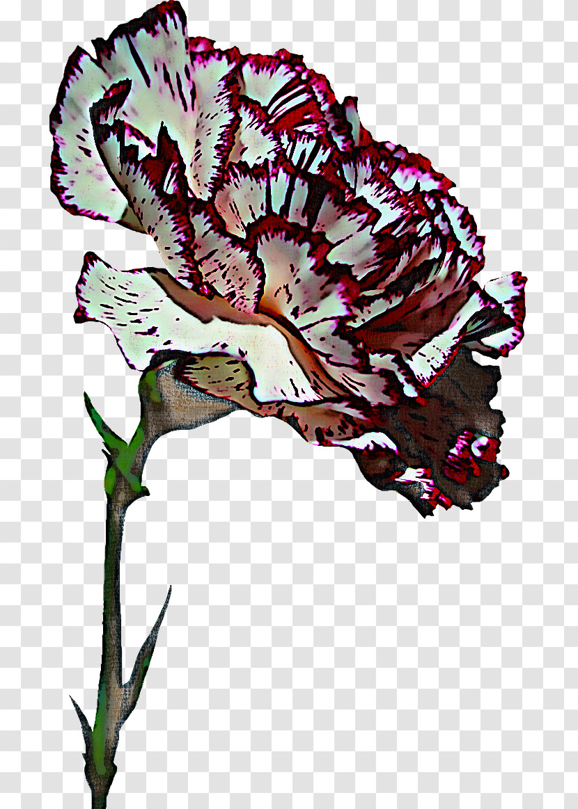 Flower Plant Carnation Pink Family Dianthus Transparent PNG