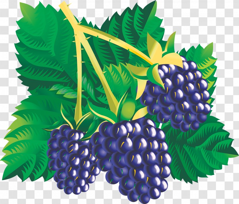 Blackberry Fruit Clip Art - Bramble - Grapes Transparent PNG