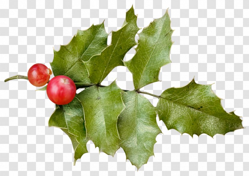 Holly Christmas - Aquifoliaceae - HOLLY Transparent PNG