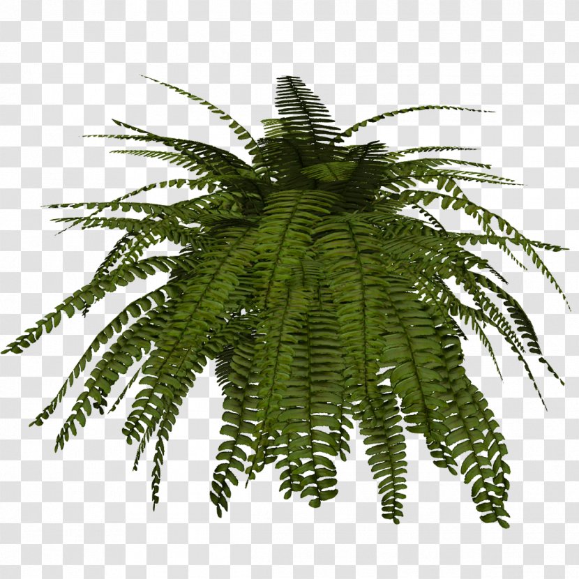 Fern Terrestrial Plant Plants Tree - Palm - Hanging Basket Boston Transparent PNG