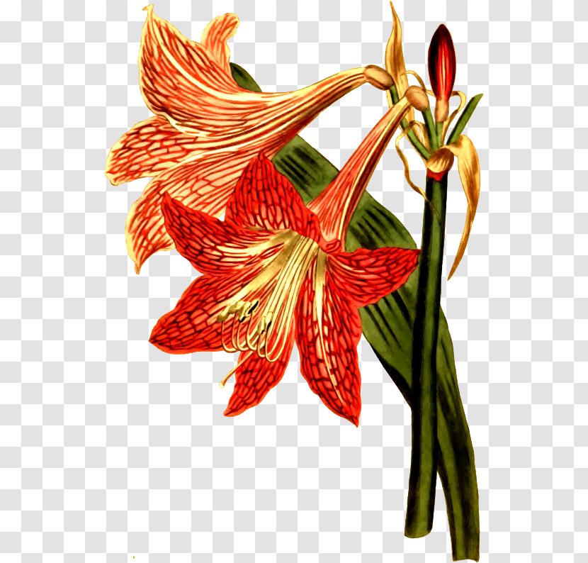 Botany Amaryllis Flower Botanical Illustration Engraving - Hippeastrum Transparent PNG